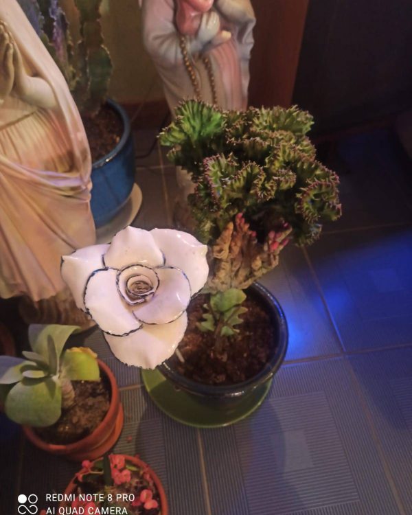 Rose blanche liserée