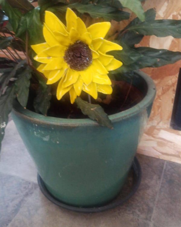 Tournesol